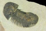 Bargain, Trilobite (Paralejurus spatuliformis?) Fossil - Morocco #137562-4